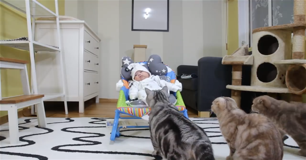 Gatti incontrano il loro fratellino umano per la prima volta (VIDEO)