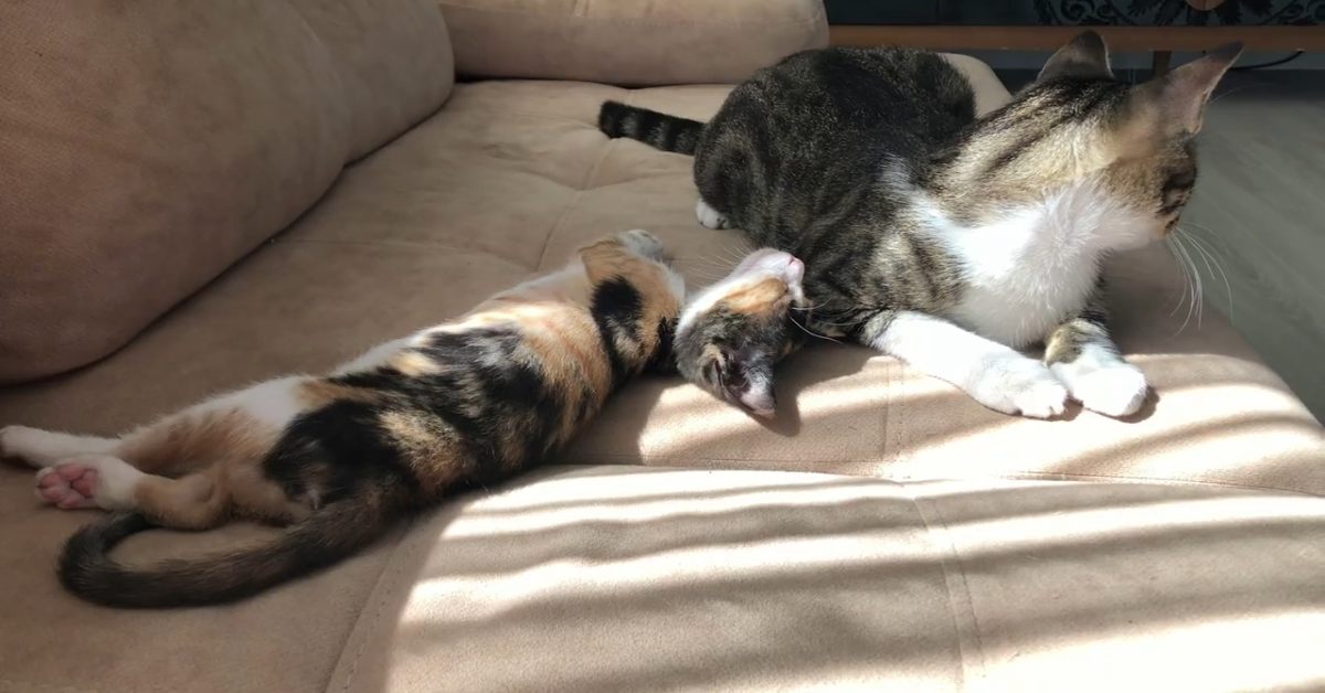 Gatti si rilassano insieme e insieme giocano sul divano (VIDEO)