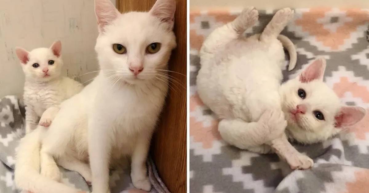 Gattina bianca a pelo riccio chiede aiuto agli umani, commovente il video del salvataggio