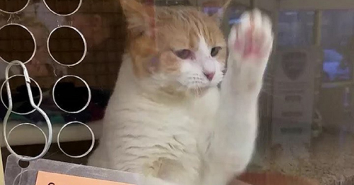 Gattina in cerca di una casa saluta tutti gli ospiti del rifugio (VIDEO)