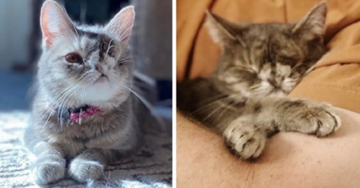 Gattina senza un occhio e senza una narice trova la felicità (VIDEO)