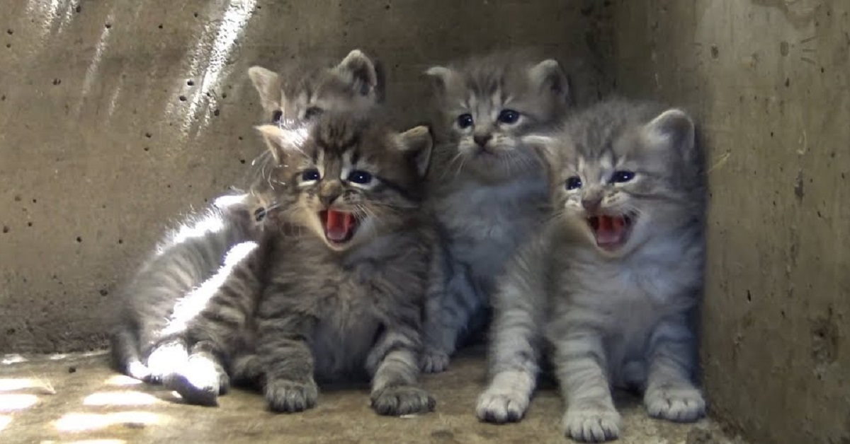 Gattini adorabili nascono sotto un tombino e adesso cercano casa (VIDEO)