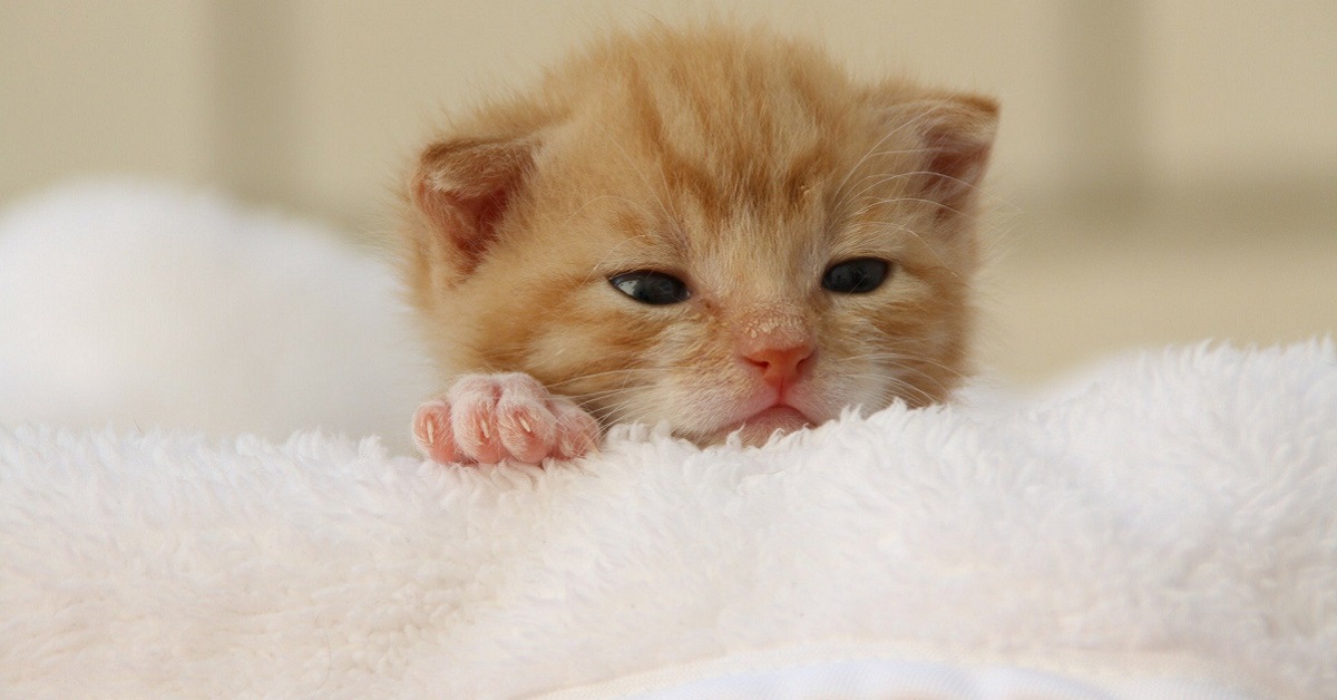 Gattini, alimentazione a siringa: cos’è, come fare e cosa gli si può dare