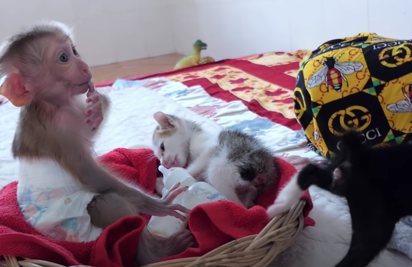 Gattini bevono il latte con una scimmietta: la scena è dolcissima e diventa virale – VIDEO