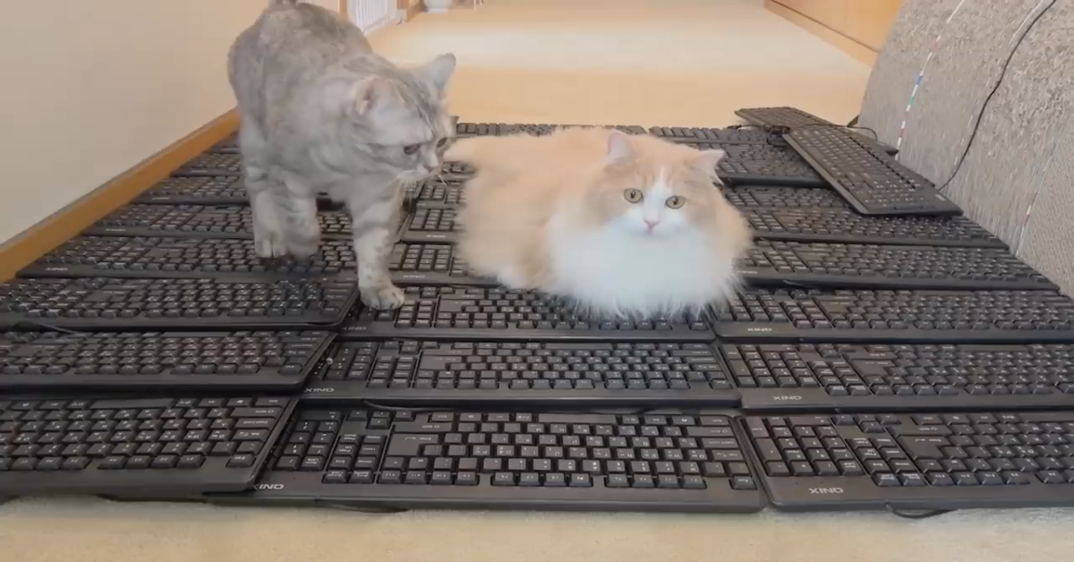 Gattini camminano sulle tastiere per un esperimento(VIDEO)