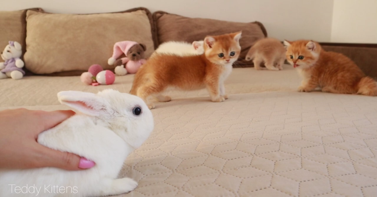 Gattini camminano con coniglietto e si divertono insieme(VIDEO)