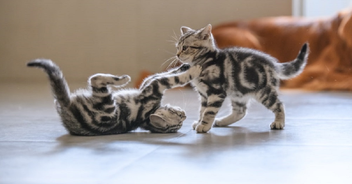 Gattini che combattono tra loro: i motivi e come fare per fermarli