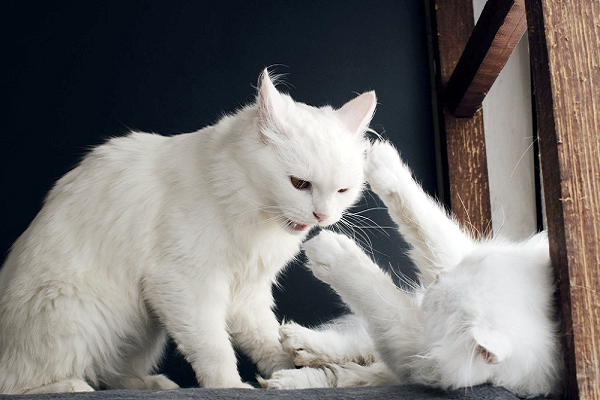 gattini binachi che litigano