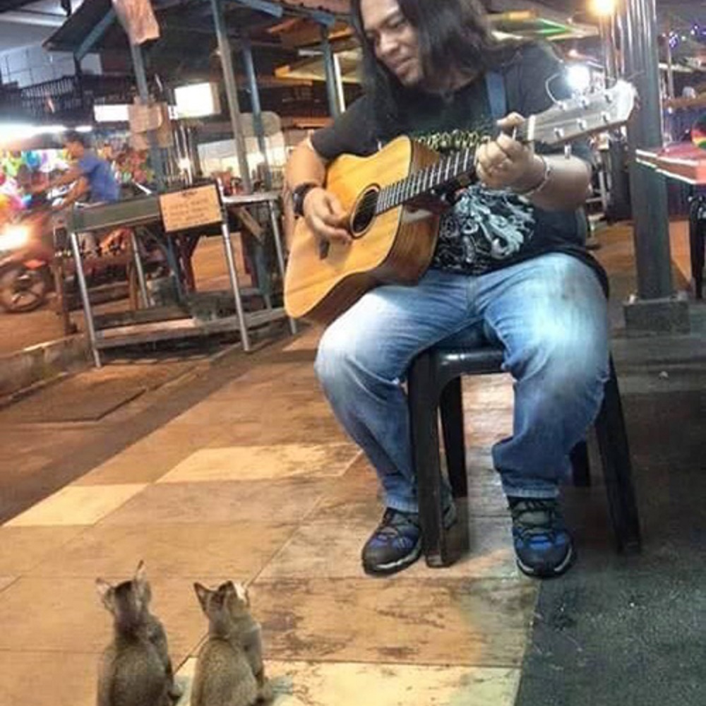 pangkor gattini ascoltano musica