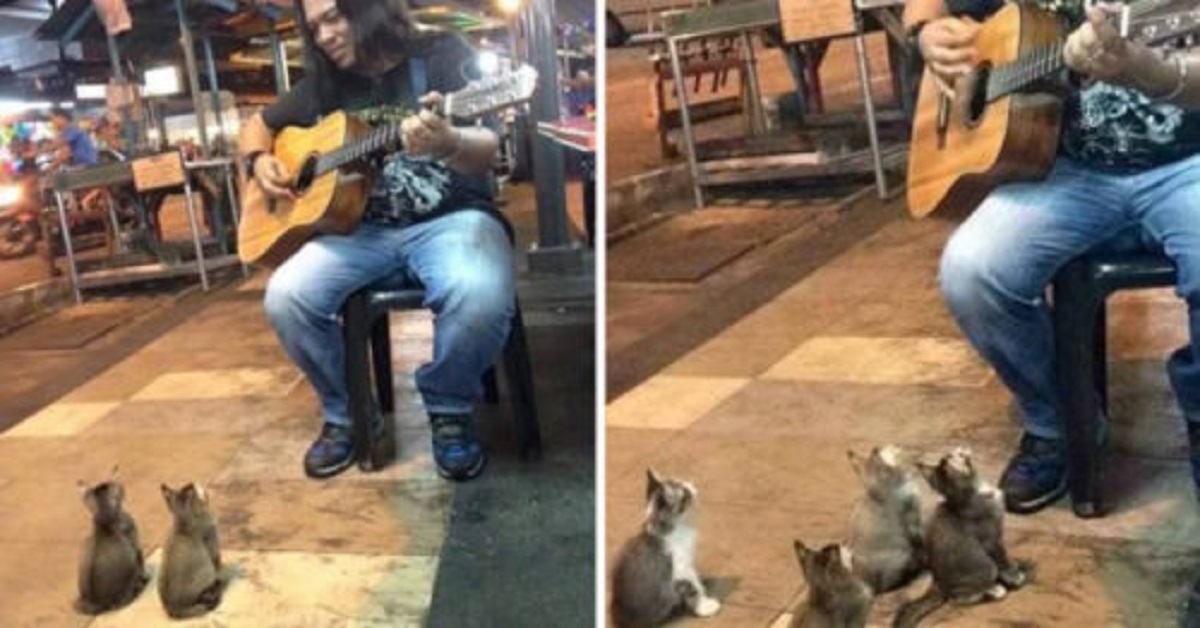 Gattini curiosi ascoltano la musica di un’artista di strada (VIDEO)