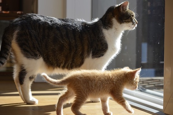 presentazione gattini e gatti adulti