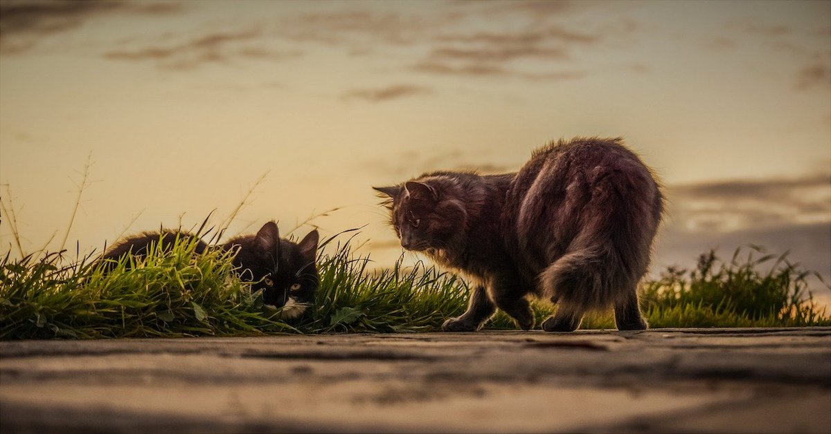 Gattini e gatti adulti: come presentarli e farli convivere serenamente