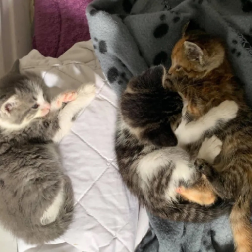 pilorie gattina fratelli rifugio