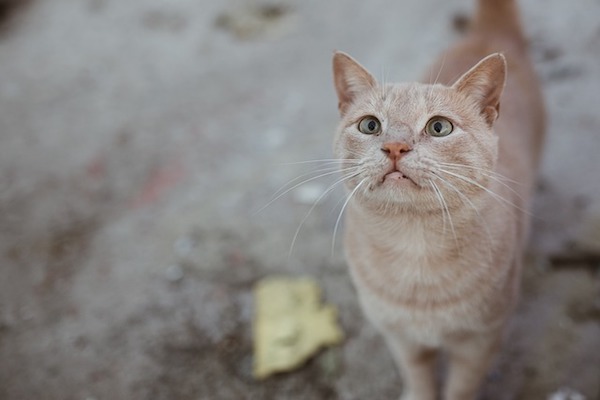 gattino con musetto impaurito