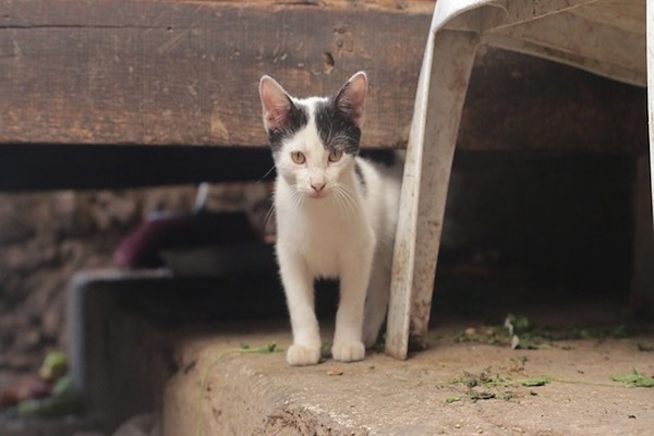 fare vaccini al gattino