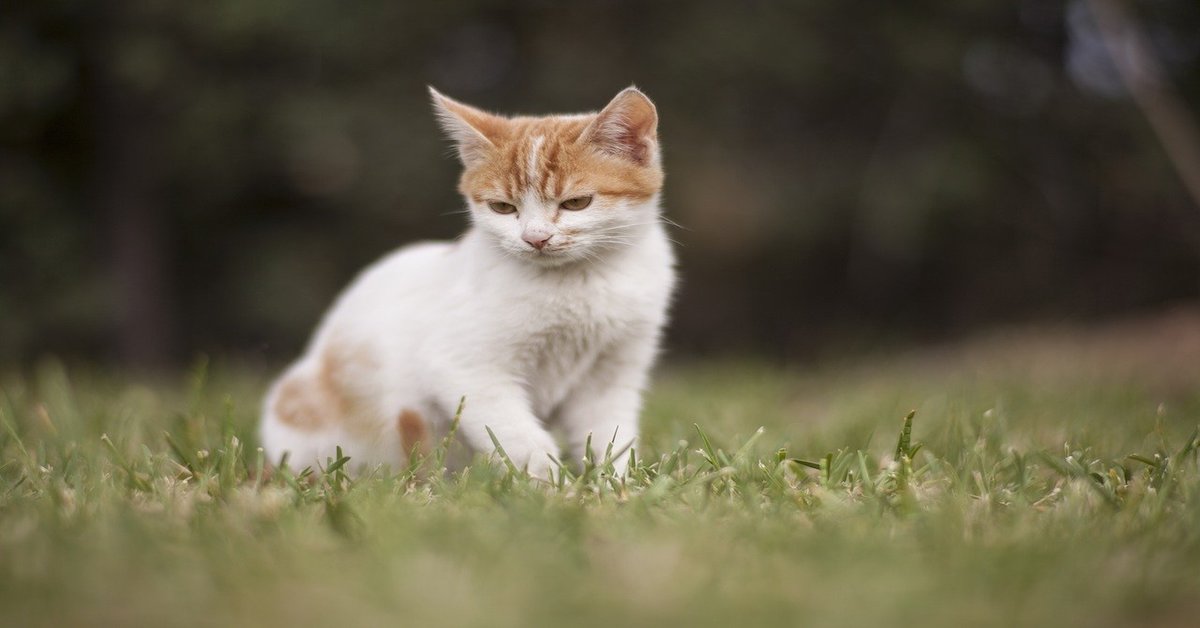 Gattini, quali vaccini bisogna fargli? Cosa sapere, punto per punto