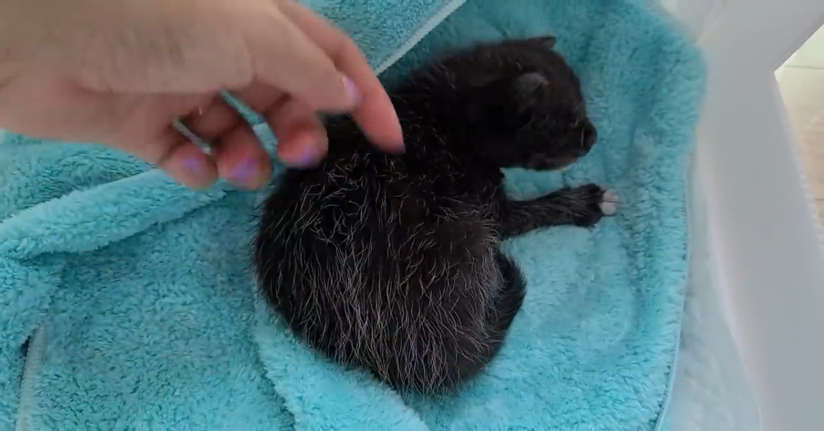 Gattino abbandonato in un sacchetto di plastica viene salvato(VIDEO)