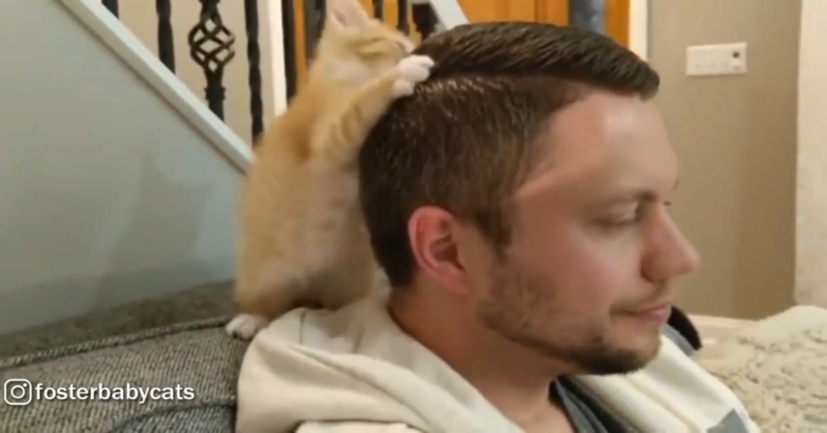 Gattino ama il suo papà adottivo e insieme si coccolano (VIDEO)