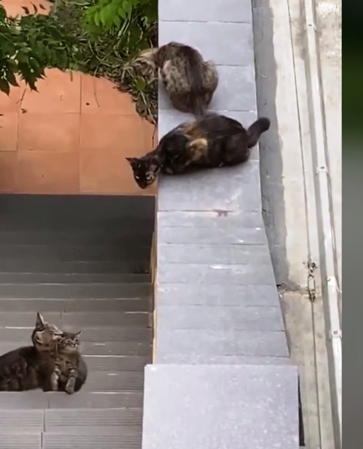 mamma gatta e il suo gattino