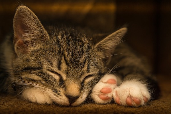 gattino dorme tantissimo rilassato