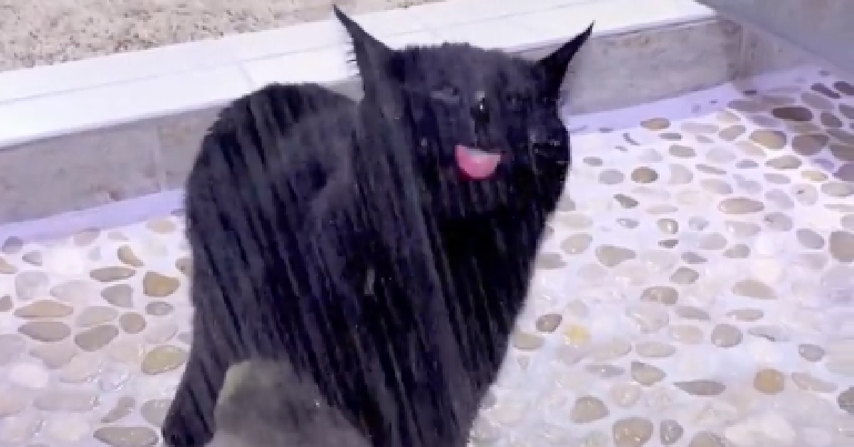 Gattino cieco adora giocare con l’acqua della doccia (VIDEO)