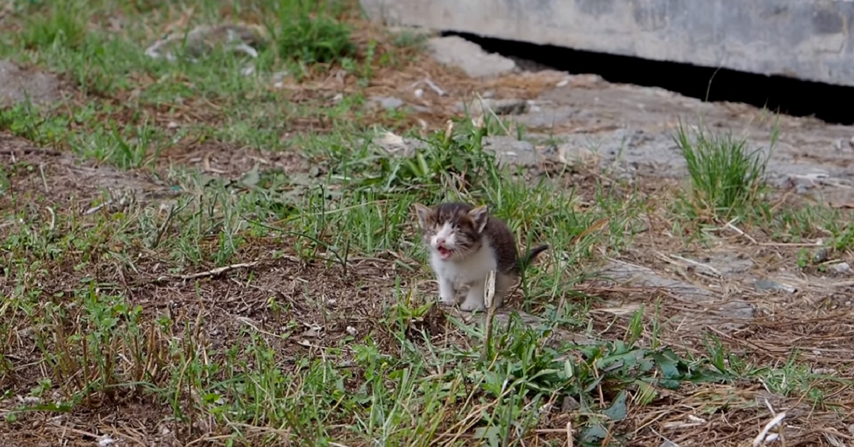 Gattino cieco e disperato piange per attirare l’attenzione delle persone (VIDEO)