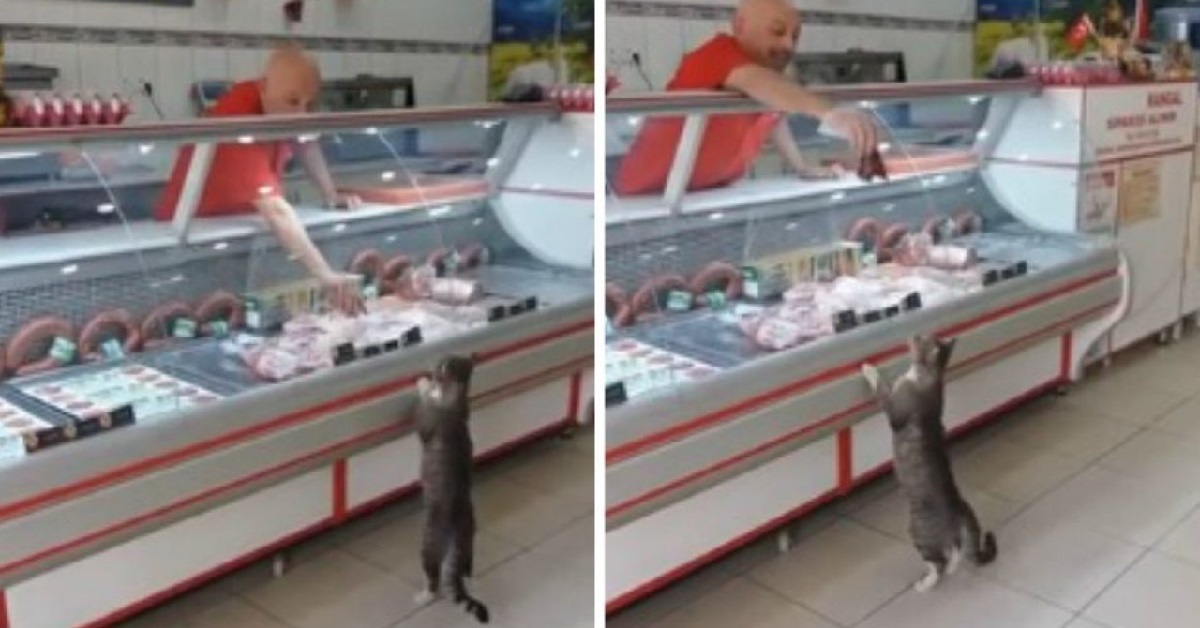 Gattino diventa il cliente speciale di una macelleria (VIDEO)