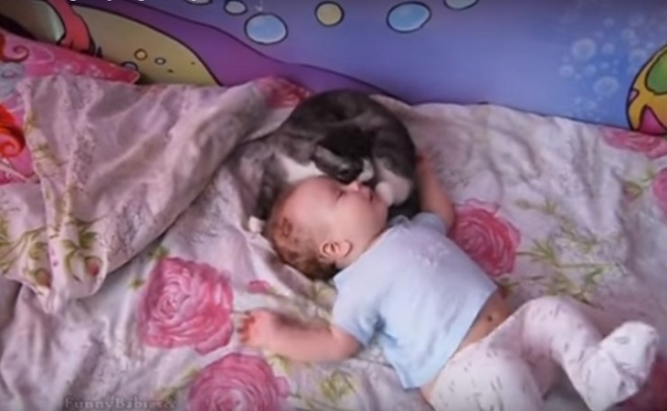 gatto neonato video popolare 