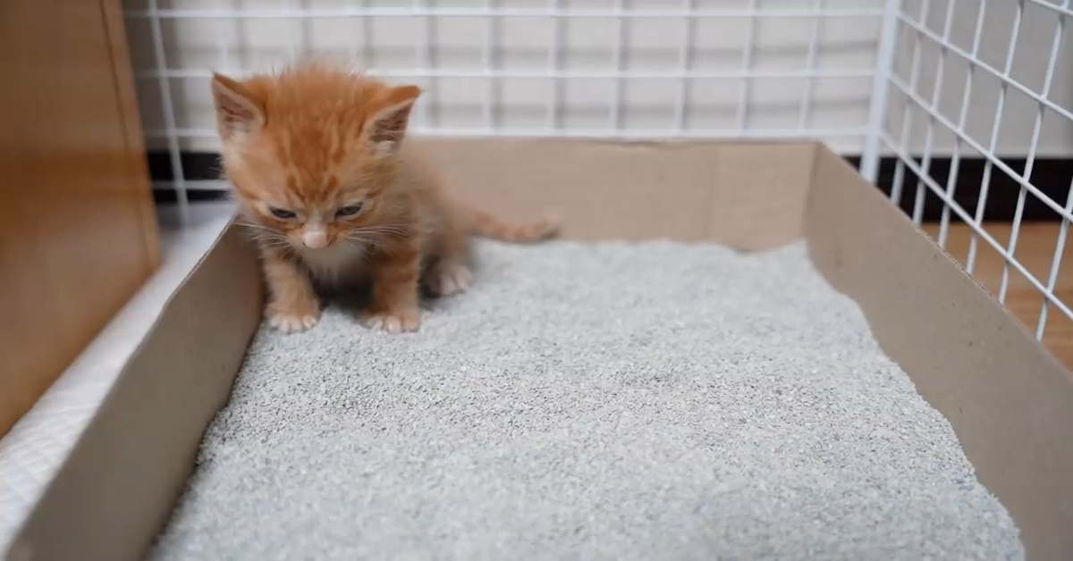 Gattino fa pipì nella lettiera per la prima volta(VIDEO)