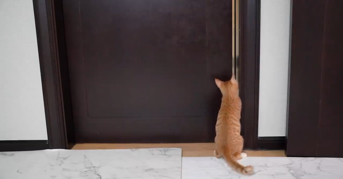 Gattino impazzisce ogni volta che il suo padrone si allontana(VIDEO)