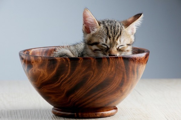 gattino in una tazza