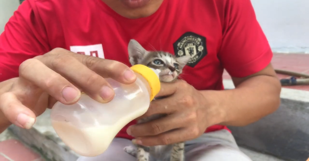 Gattino intrappolato da un anello di ferro viene salvato(VIDEO)