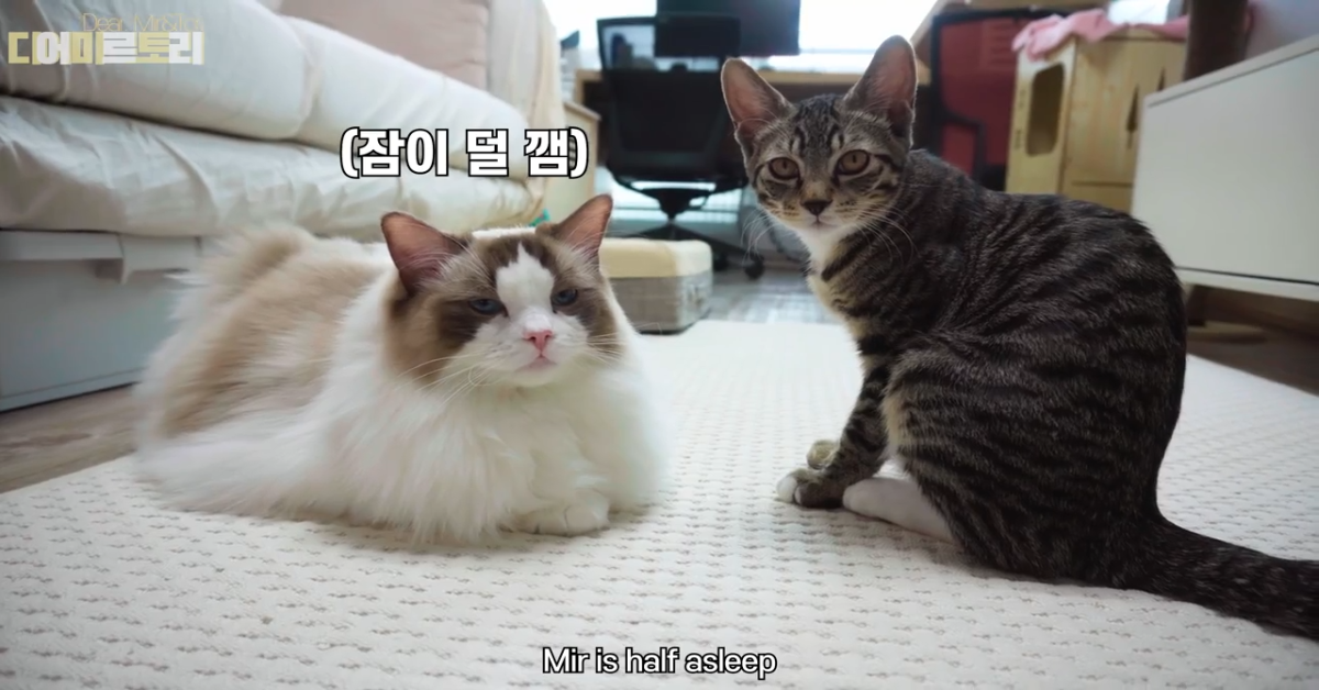 Gattino morde la guancia della sorellina e fingono di litigare (VIDEO)