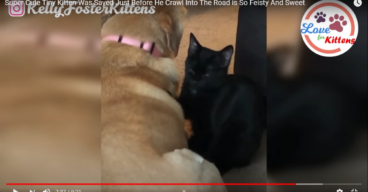 Gattino nero abbandonato ha una seconda possibilità (VIDEO)