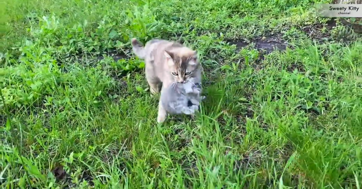 Gattino perde la mamma ma viene aiutato e salvato (VIDEO)