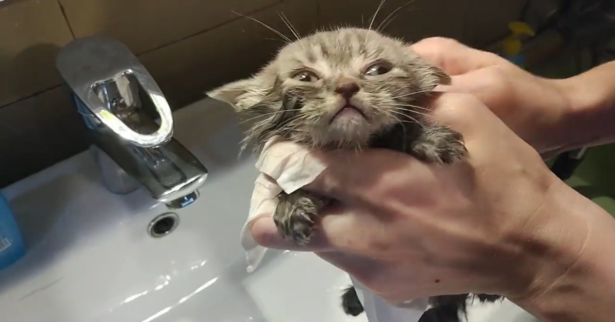 Gattino salvato fa il primo bagno e ora sta bene (VIDEO)