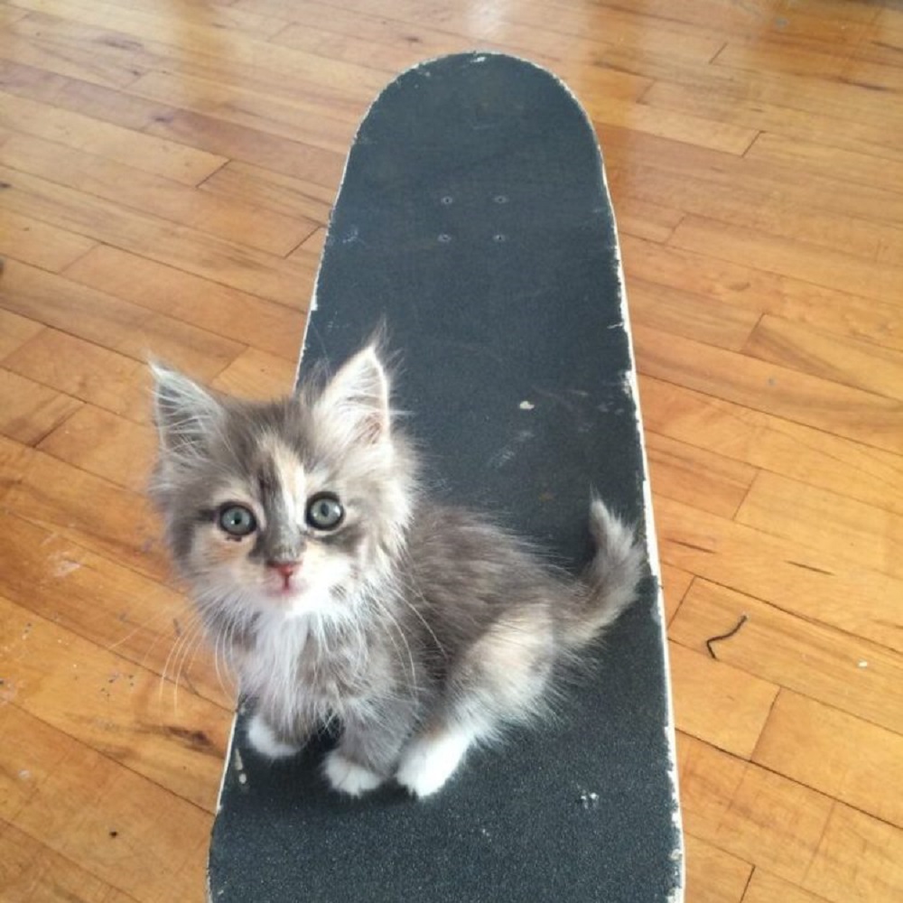 margot gatto amante skate