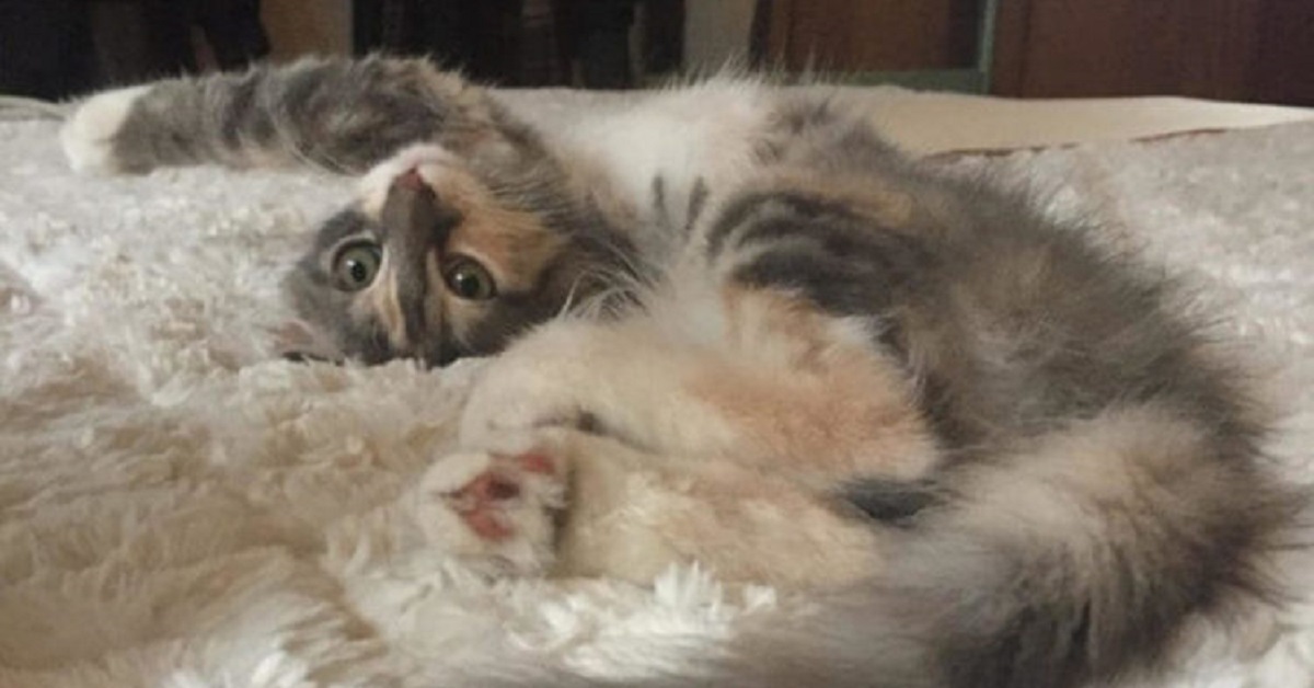 Gattino si avvicina per cercare del cibo, ma riceve molto di più (VIDEO)