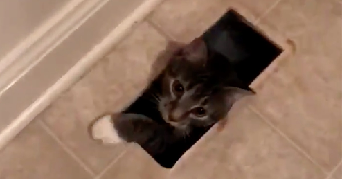 Gattino si intrufola nella casa di una sconosciuta per farle una sorpresa (VIDEO)