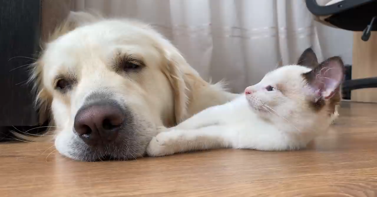 Gattino vuole bene al suo amico cane (VIDEO)