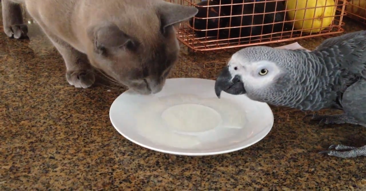 Il gatto Luigi e Oscar il pappagallo bevono insieme il latte (VIDEO)
