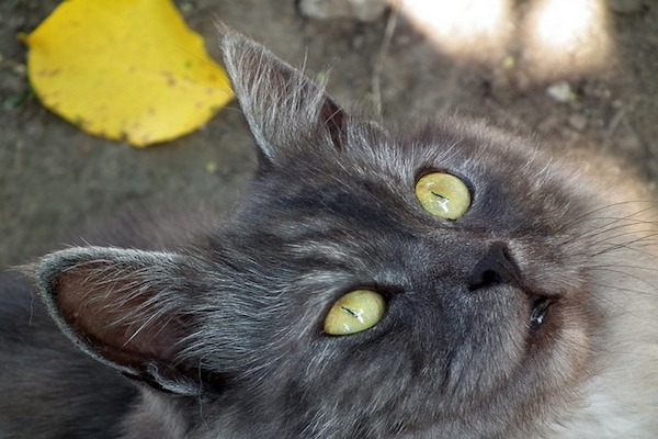 cosa mangia un gatto