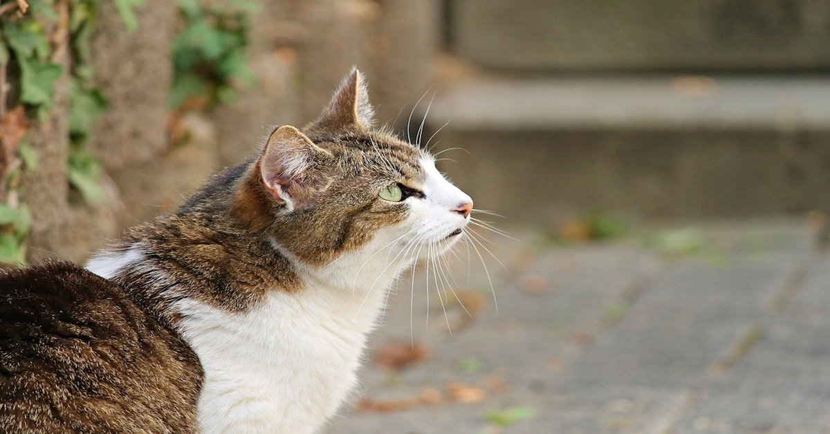 Gatto adulto, alimentazione: cosa bisogna sapere