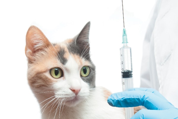 cane e vaccinazione