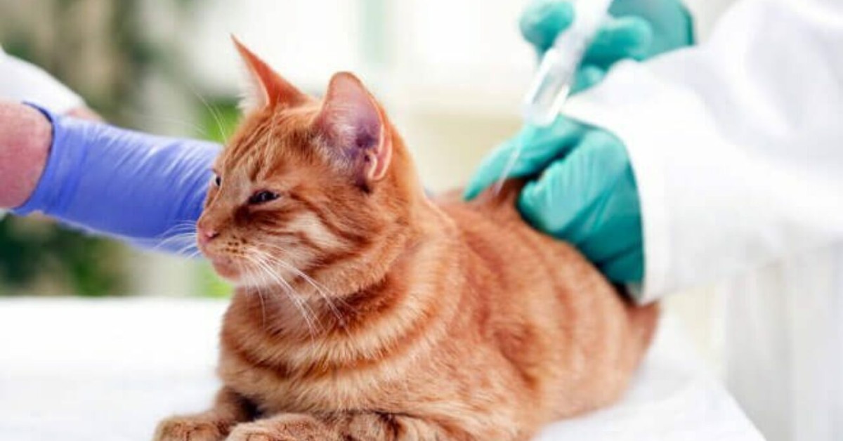 gatto adulto mai vaccinato 5 هل يمكن تطعيم القطط مجانا؟ أسعار تطعيم القطط في مصر لعام 2022 2 هل يمكن تطعيم القطط مجانا؟ أسعار تطعيم القطط في مصر لعام 2022