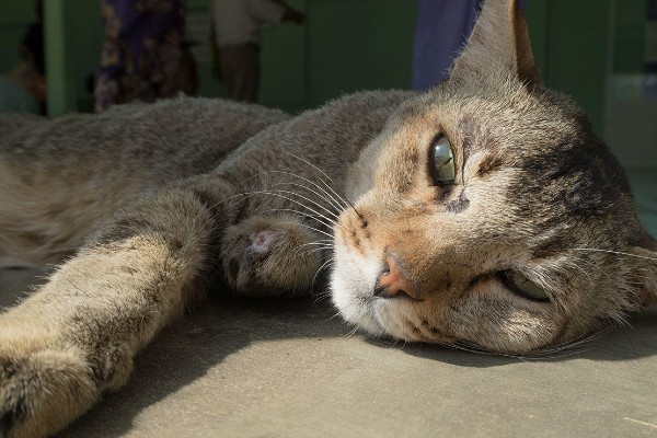 gatto coricato