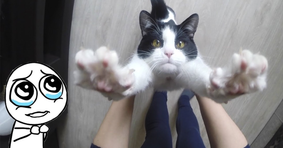 Gatto ama abbracciare sempre la propria padrona (VIDEO)