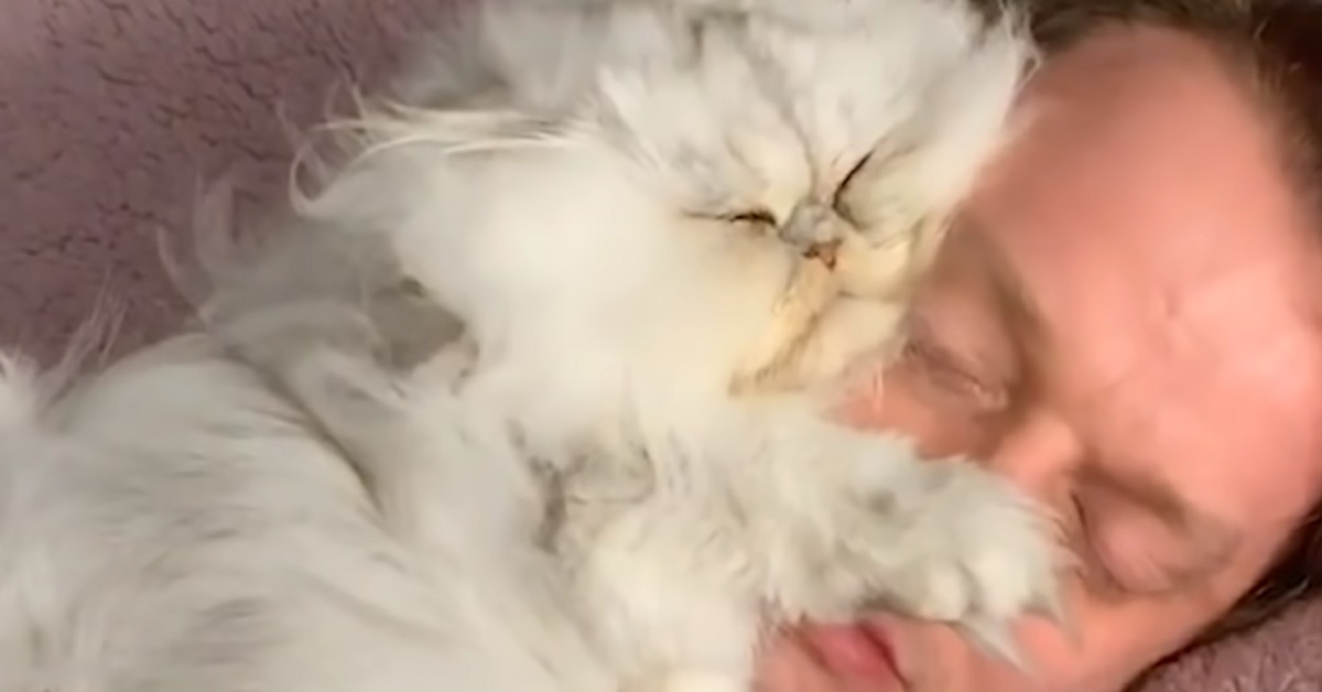 Gatto ama riposare sulla faccia del proprietario (VIDEO)