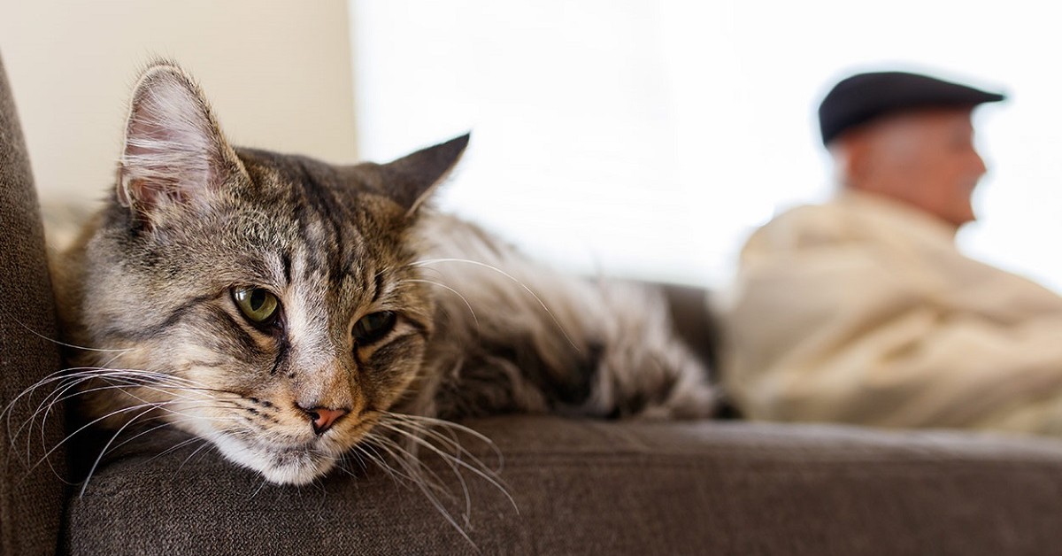 Gatto anziano che beve poco: come aiutarlo e farlo idratare