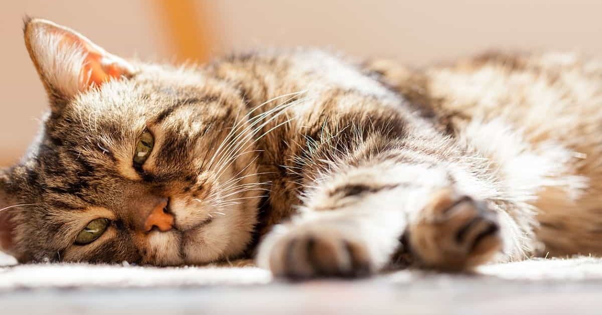 Gatto anziano con gengivite: cosa fare, come farlo mangiare e aiutarlo